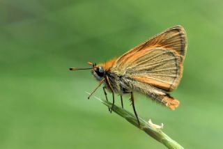 Sar� Antenli Z�pz�p&nbsp;(Thymelicus&nbsp;sylvestris)