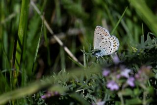 das Mavisi, Esmergz (Plebejus idas)