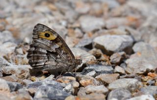 Anadolu K�z�lmele�i&nbsp;(Hipparchia&nbsp;pellucida)