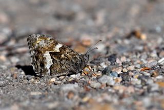 G�ney K�z�lmele�i&nbsp;(Hipparchia&nbsp;senthes)