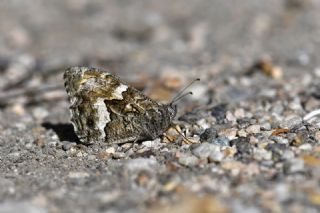 Gney Kzlmelei (Hipparchia senthes)