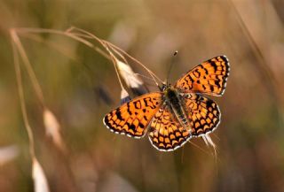 Benekli Byk parhan (Melitaea phoebe)