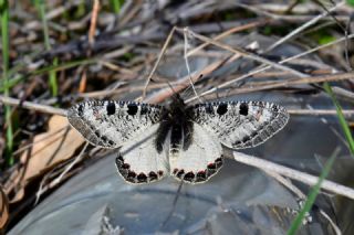 Yalanc Apollo (Archon apollinus)