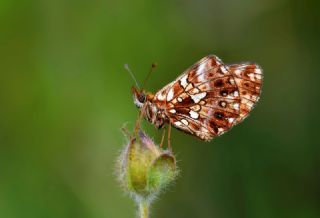 Morinci (Boloria dia)