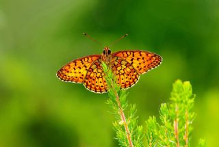 ift Noktal Brentis (Brenthis hecate)