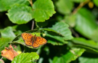 K���k Brentis&nbsp;(Brenthis&nbsp;ino)