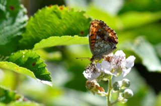 K���k Brentis&nbsp;(Brenthis&nbsp;ino)