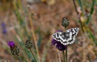 Azeri Melikesi&nbsp;(Melanargia&nbsp;hylata)