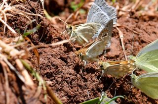 Mermer Zpzp (Carcharodus lavatherae)