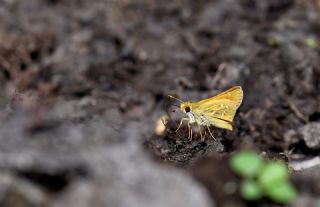 G�m�� Benekli Z�pz�p&nbsp;(Hesperia&nbsp;comma)