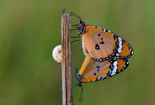 Sultan&nbsp;(Danaus&nbsp;chrysippus)