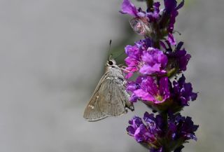 Alsides Zpzp (Eogenes alcides)