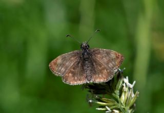 Pasl Zpzp (Erynnis tages)