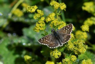 B�y�k Boz Z�pz�p&nbsp;(Pyrgus&nbsp;alveus)