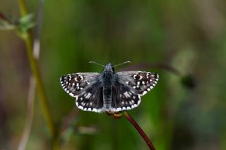 Ege Z�pz�p�&nbsp;(Pyrgus&nbsp;melotis)