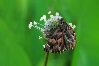 Hatmi Zpzp (Carcharodus alceae)
