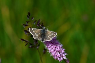 Kafkasya Z�pz�p�&nbsp;(Pyrgus&nbsp;jupei)