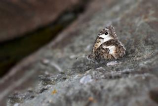 Anadolu Yalanc�cad�s�&nbsp;(Pseudochazara&nbsp;anthelea)