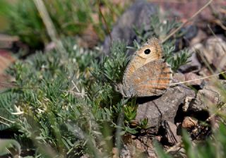 Da Yalanccads (Pseudochazara beroe)