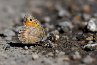 Step Yalanccads (Pseudochazara mniszechii)