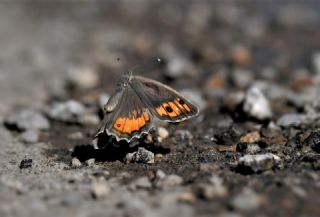 Step Yalanccads (Pseudochazara mniszechii)