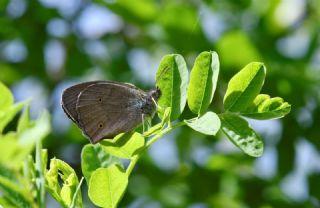 Do�u �ay�r Esmeri&nbsp;(Maniola&nbsp;telmessia)