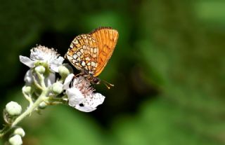 Melike Amannisa&nbsp;(Mellicta &nbsp;britomartis)
