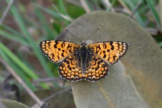 Cezayirli �parhan&nbsp;(Melitaea&nbsp;ornata)