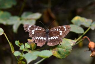 S�z�len Karak�z&nbsp;(Neptis&nbsp;rivularis)