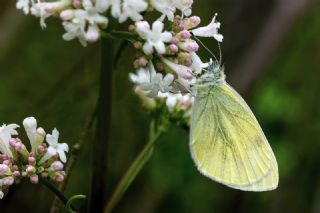 Yalanc� Beyazmelek&nbsp;(Pieris&nbsp;pseudorapae)