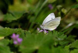 Yalanc Beyazmelek (Pieris pseudorapae)