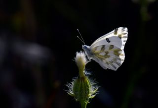K���k Beneklimelek&nbsp;(Pontia&nbsp;chloridice)