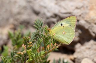 Azeri Azameti&nbsp;(Colias&nbsp;chlorocoma)