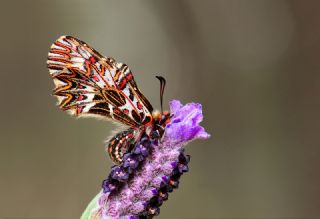 G�ney Fistosu&nbsp;(Zerynthia&nbsp;polyxena)