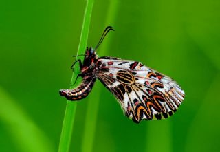 G�ney Fistosu&nbsp;(Zerynthia&nbsp;polyxena)