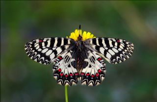 Gney Fistosu (Zerynthia polyxena)