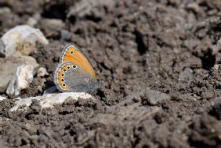 Rus Zpzp Perisi (Coenonympha leander)