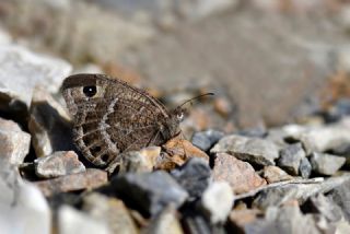 Beyaz Damarl� Pirireis&nbsp;(Satyrus&nbsp;amasinus)