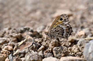 �ran Pirireisi&nbsp;(Satyrus&nbsp;iranicus)