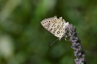 Uygur �eytanc���&nbsp;(Cigaritis&nbsp;uighurica)