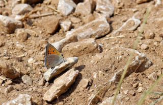 Anadolu Ate� G�zeli&nbsp;(Lycaena&nbsp;asabinus)