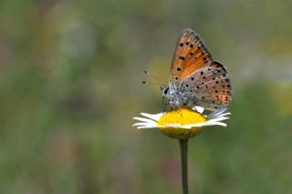 Alev Ate�g�zeli&nbsp;(Lycaena&nbsp;kefersteinii)
