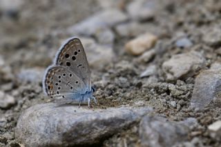 Anadolu Turan Mavisi&nbsp;(Turanana&nbsp;panagaea)