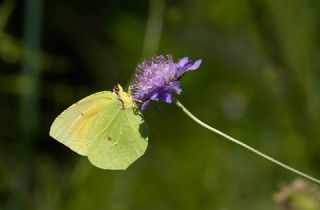 Kleopatra&nbsp;(Gonepteryx&nbsp;cleopatra)