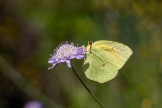 Kleopatra&nbsp;(Gonepteryx&nbsp;cleopatra)