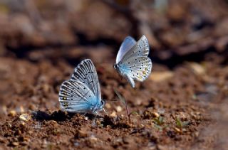 T�rkmenistan Esmerg�z�&nbsp;(Plebejus&nbsp;zephyrinus)