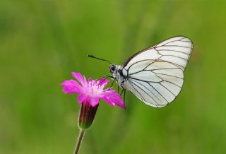Al Beyaz (Aporia crataegi)