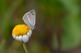 Artvin �okg�zl�s�&nbsp;(Polyommatus&nbsp;artvinensis)