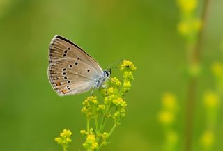 �okg�zl� G�zel Mavi&nbsp;(Polyommatus&nbsp;bellis)