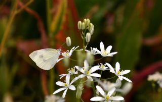 K���k Beyazmelek&nbsp;(Pieris&nbsp;rapae)